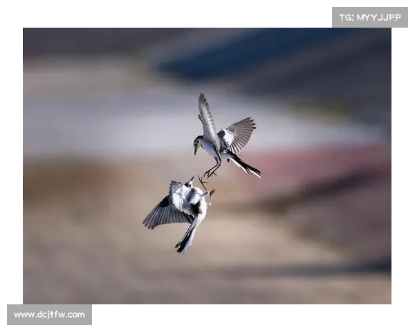 佳能摄影比赛2021